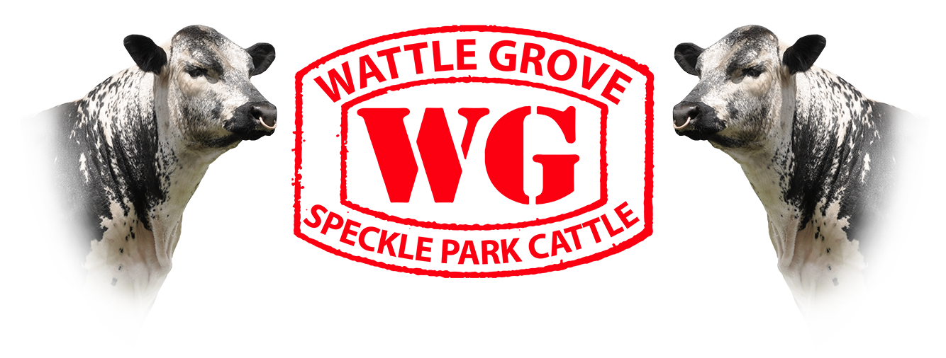 Wattle Grove